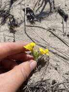 Image of Vandenberg monkeyflower