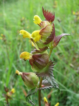 Image of Yellow rattle