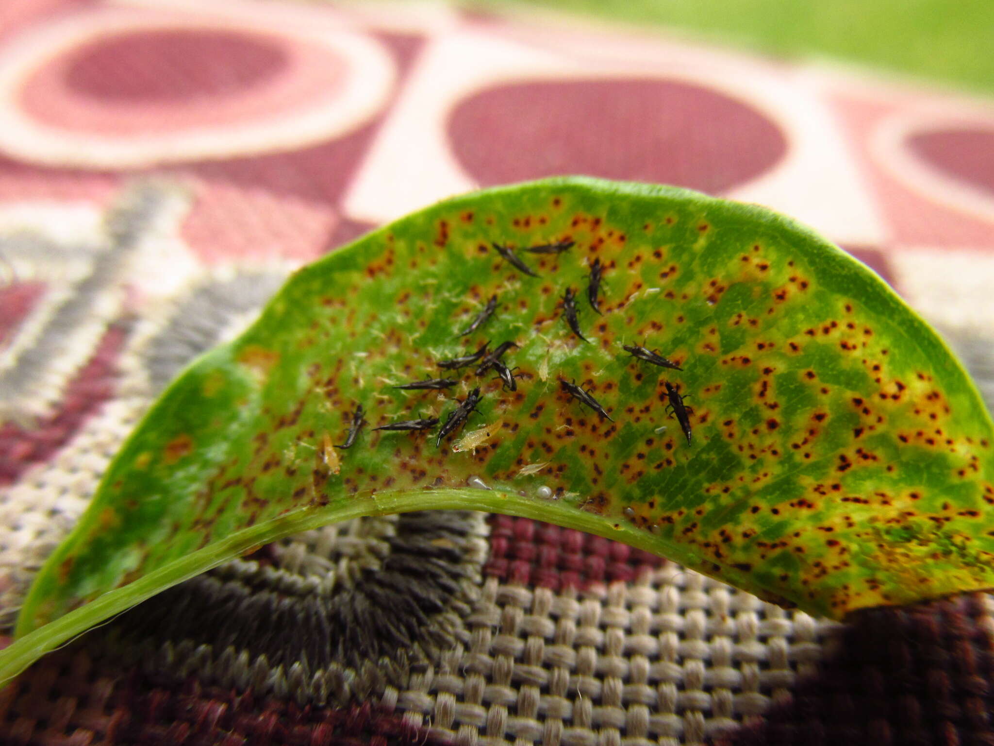 Image of Cuban Laurel Thrips