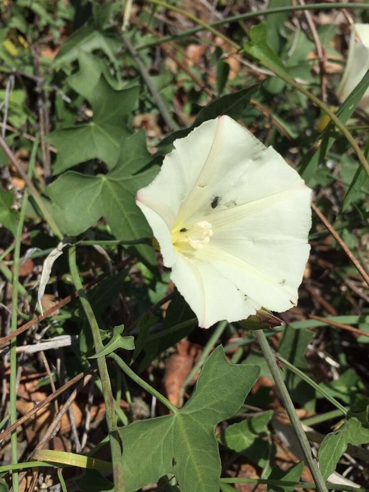 Image of Pacific false bindweed