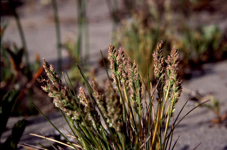 Image of coastline bluegrass