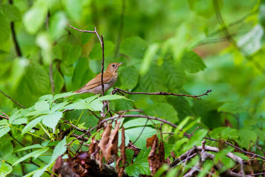 صورة Catharus fuscescens (Stephens 1817)