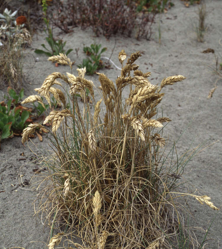 Image de Poa macrantha Vasey