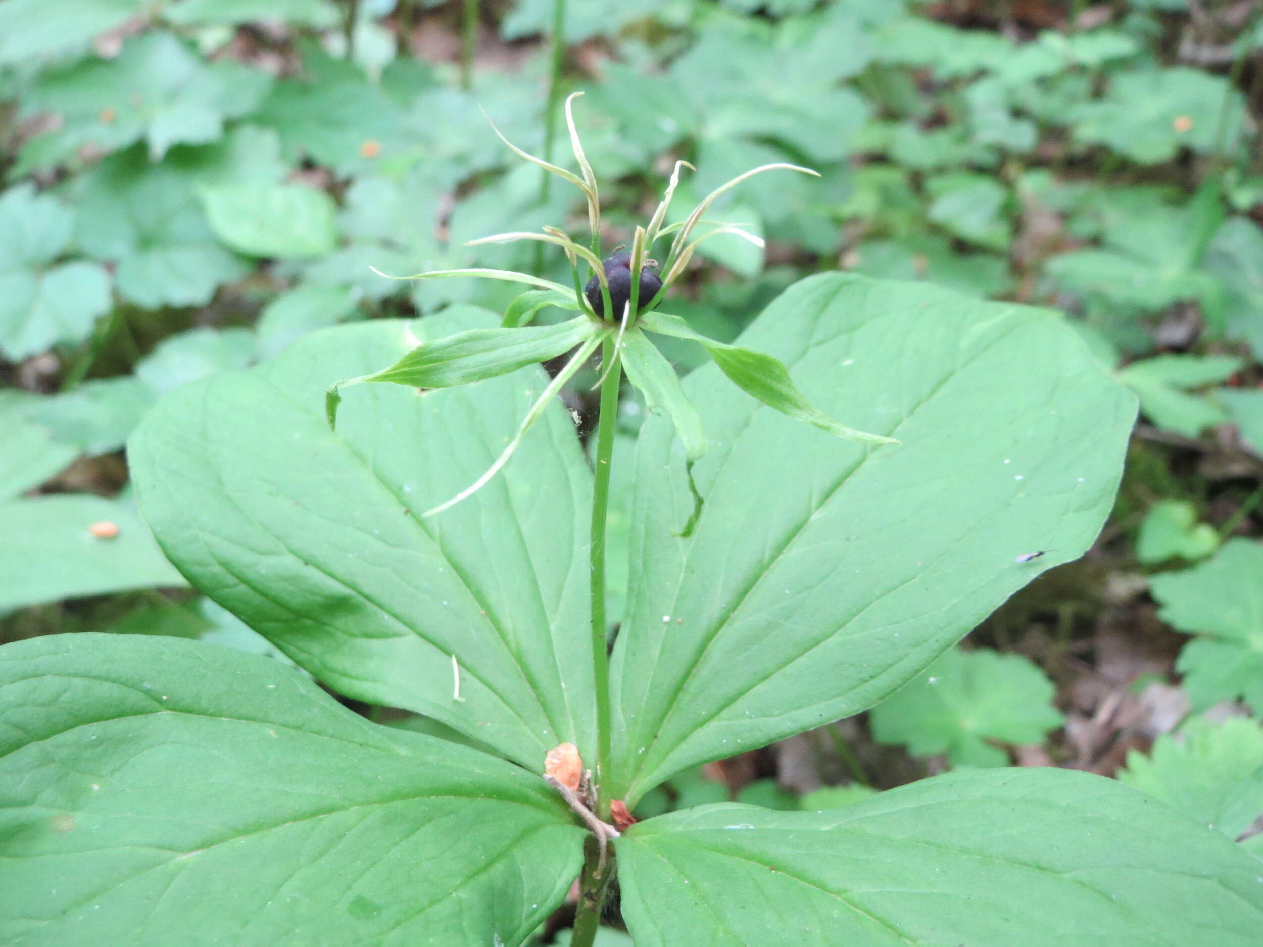 Image of herb Paris