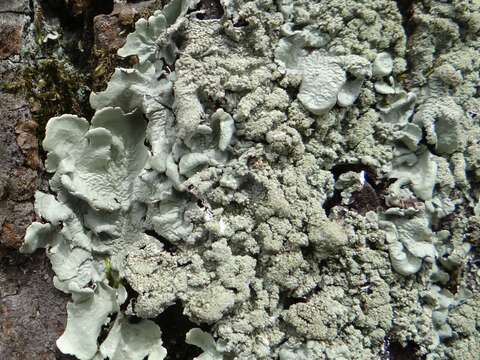 Image of Common greenshield lichen