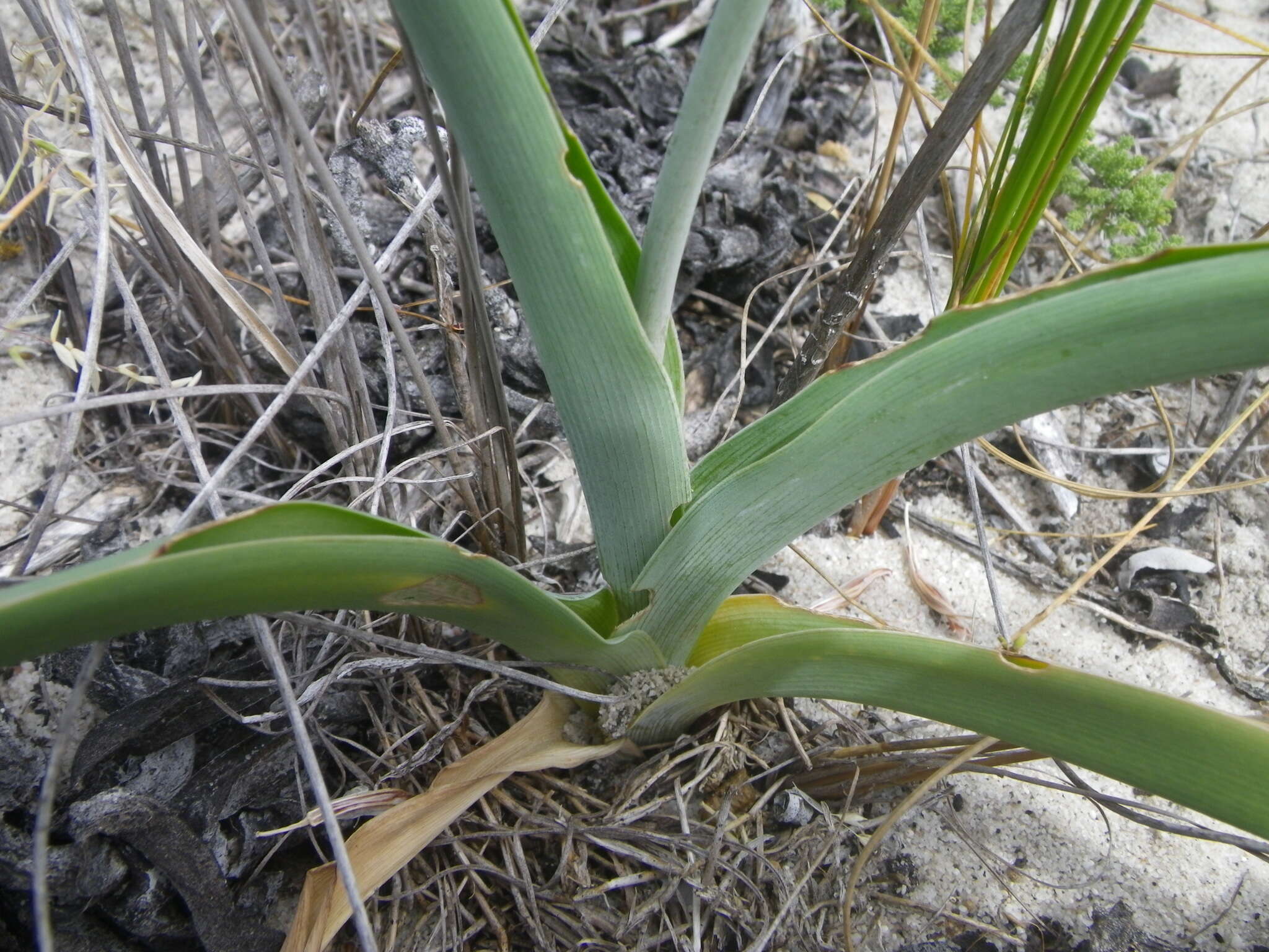 Imagem de Chlorophytum triflorum (Aiton) Kunth