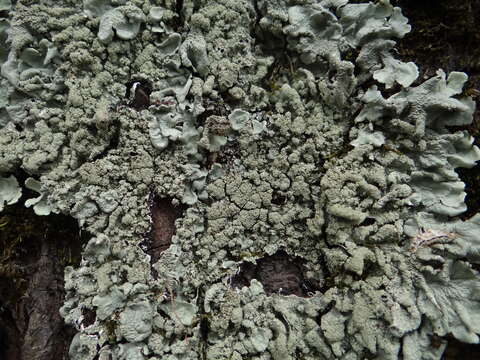 Image of Common greenshield lichen