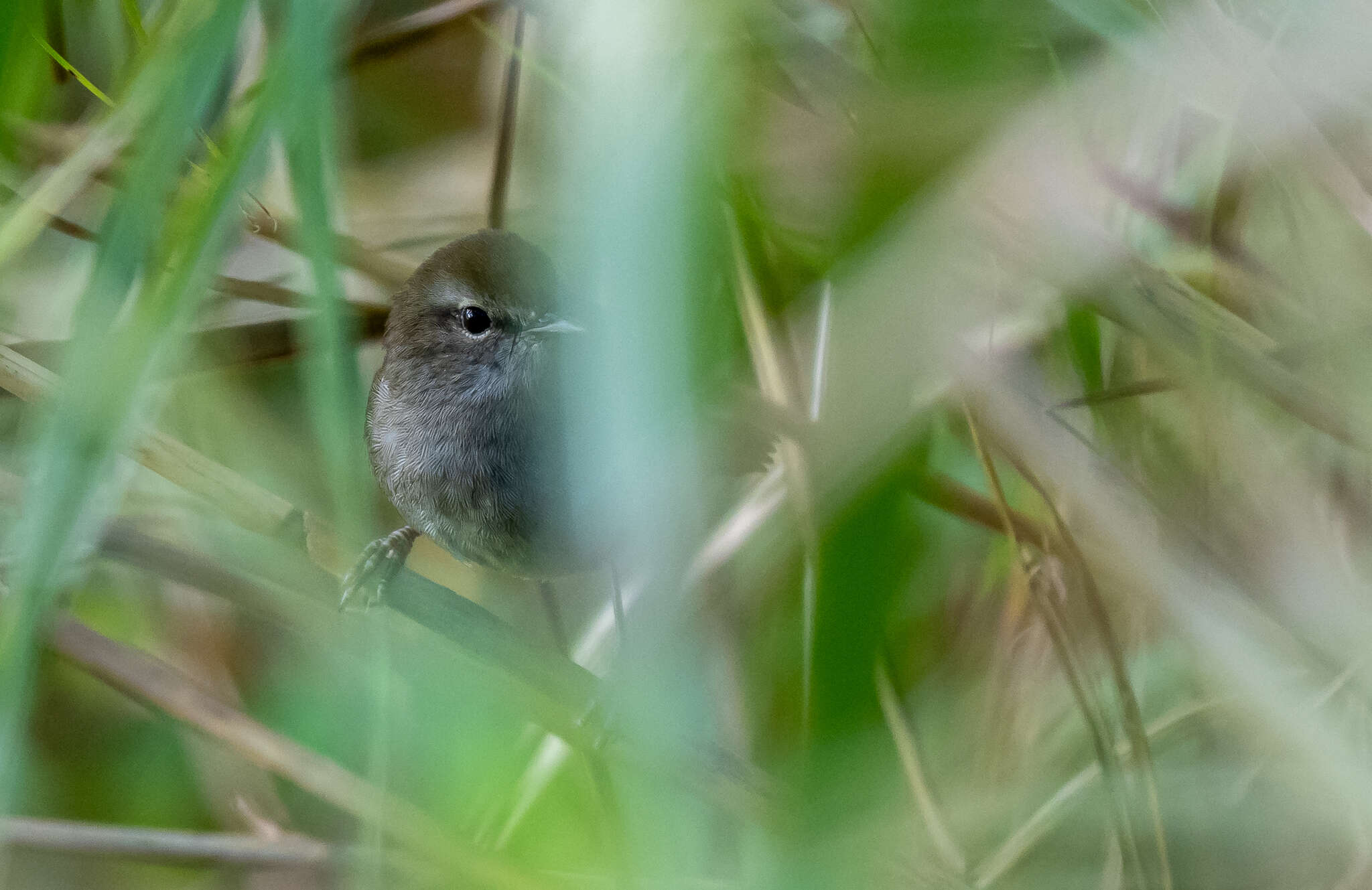 Image of Philippine Bush Warbler