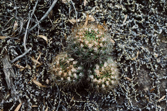 Image of Rebutia neocumingii subsp. lanata (F. Ritter) D. R. Hunt