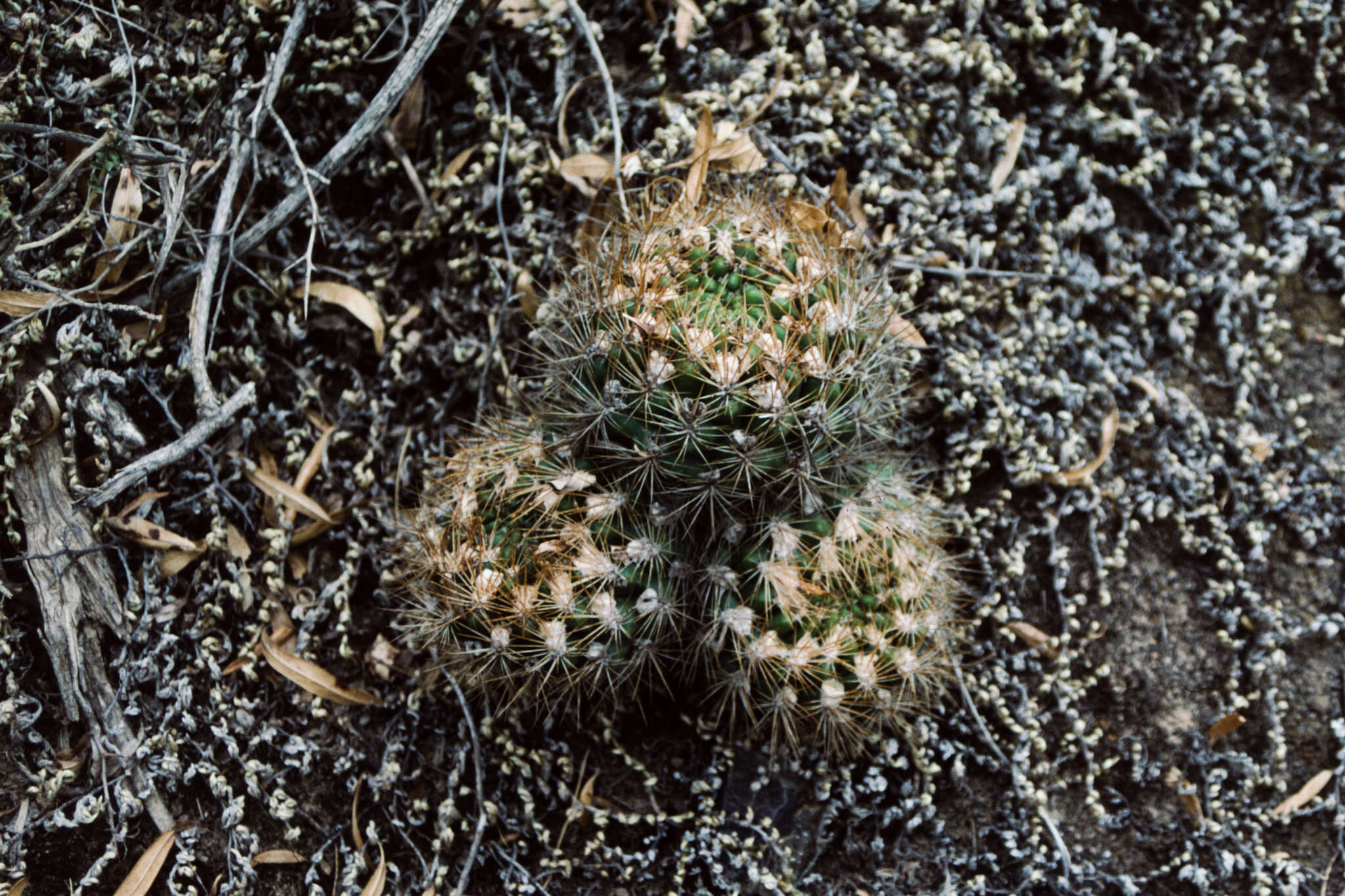 Image of Rebutia neocumingii subsp. lanata (F. Ritter) D. R. Hunt