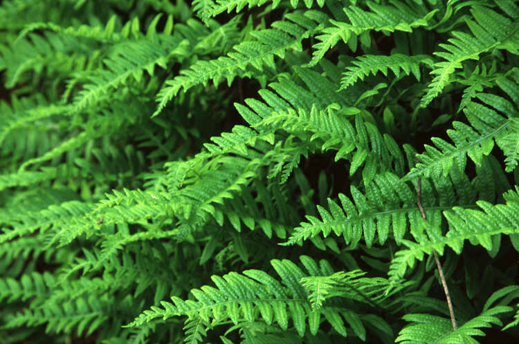 Image of Polypodium calirhizum