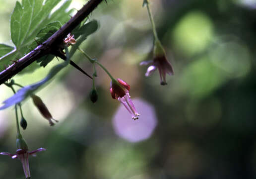 Image of spreading gooseberry