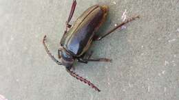 Image of California Root Borer