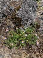 Image of leafy fleabane