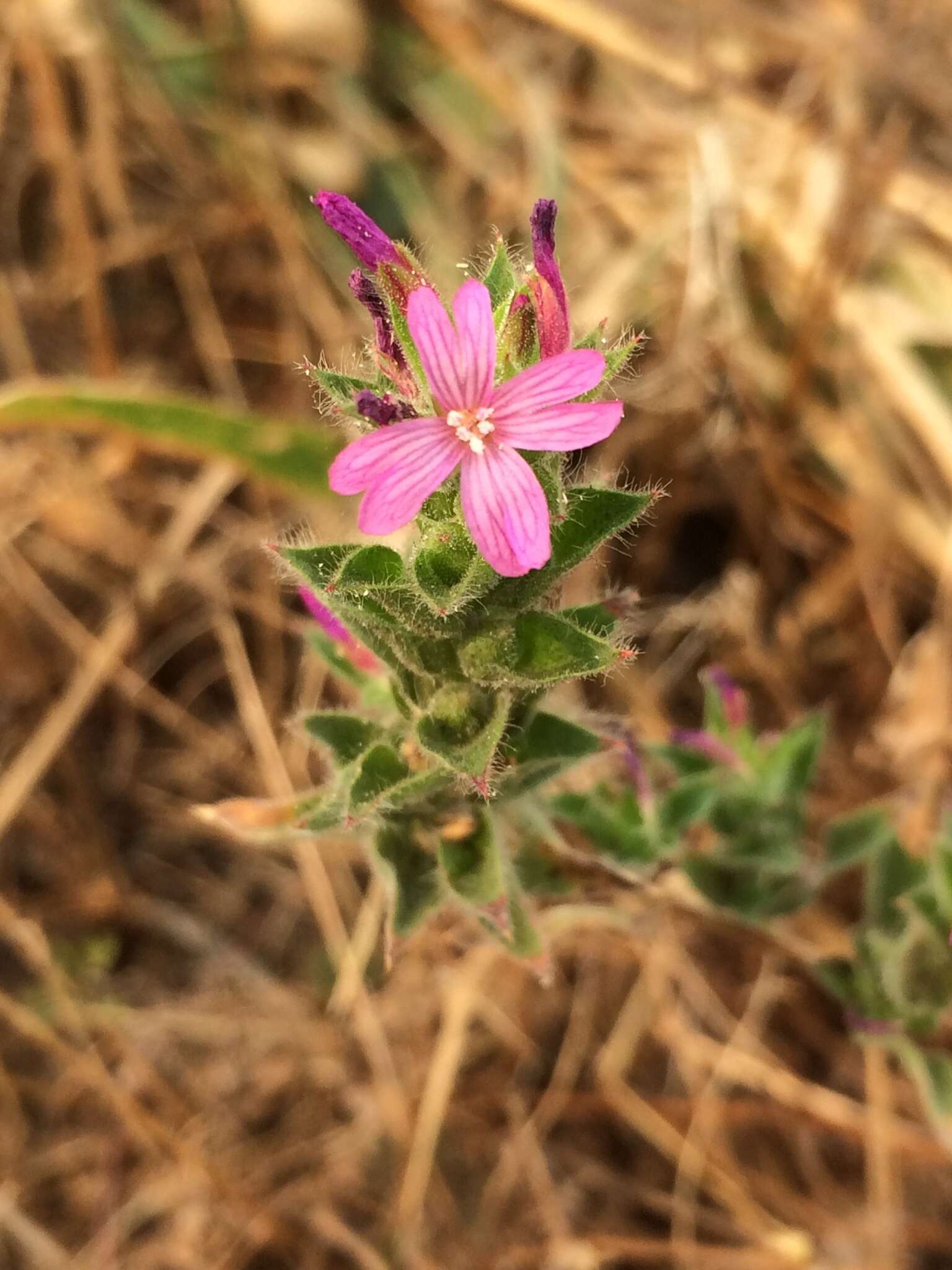 Image of Dense-Flower Willowherb