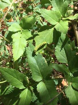 Image of California angelica