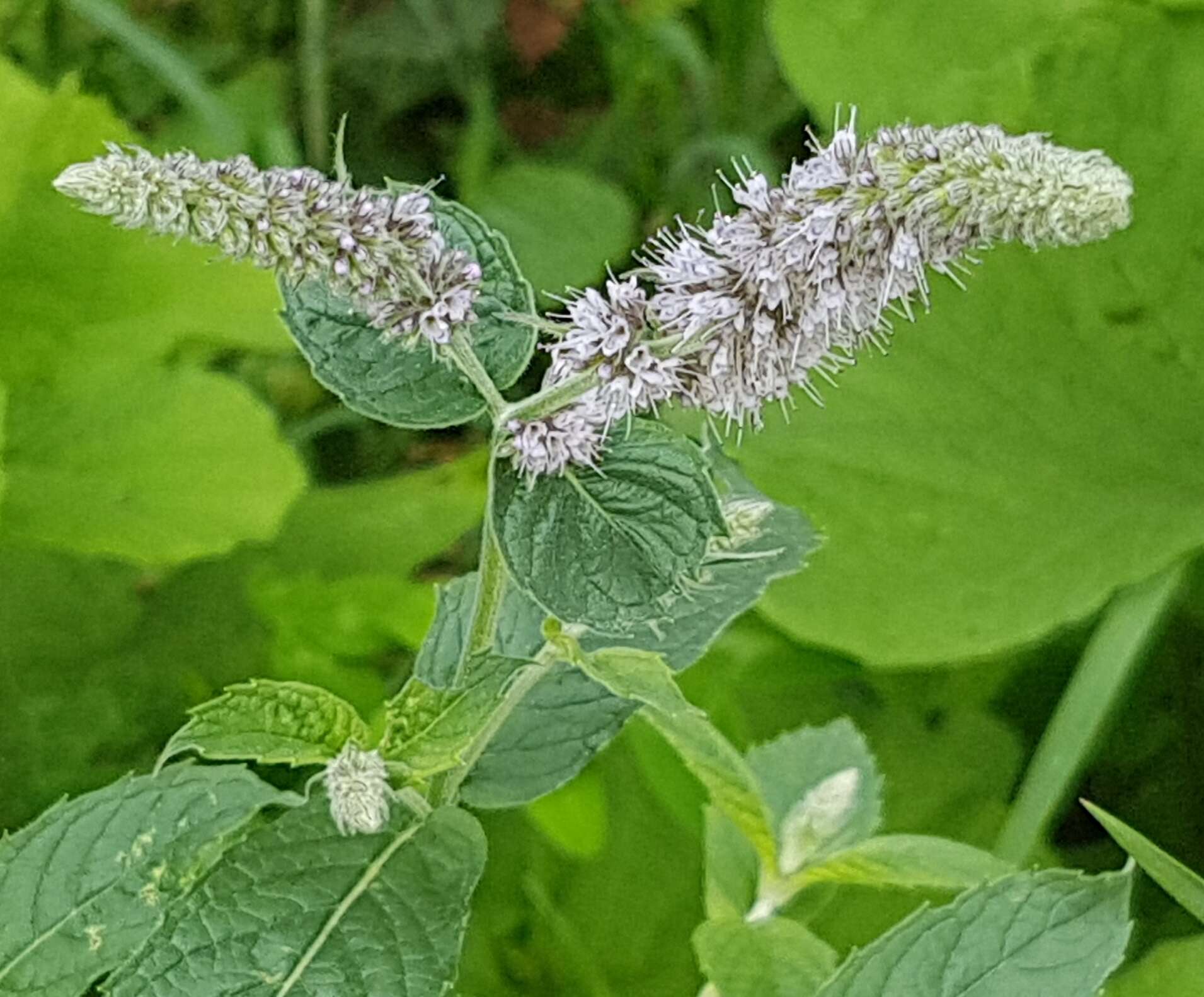 Image of Horse Mint