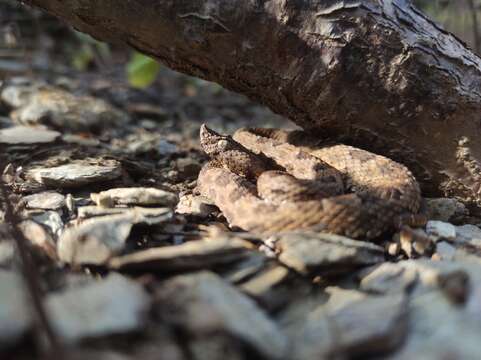 Image of Dunn's Hognose Viper