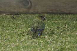 Image de Platycercus icterotis icterotis (Temminck & Kuhl 1820)