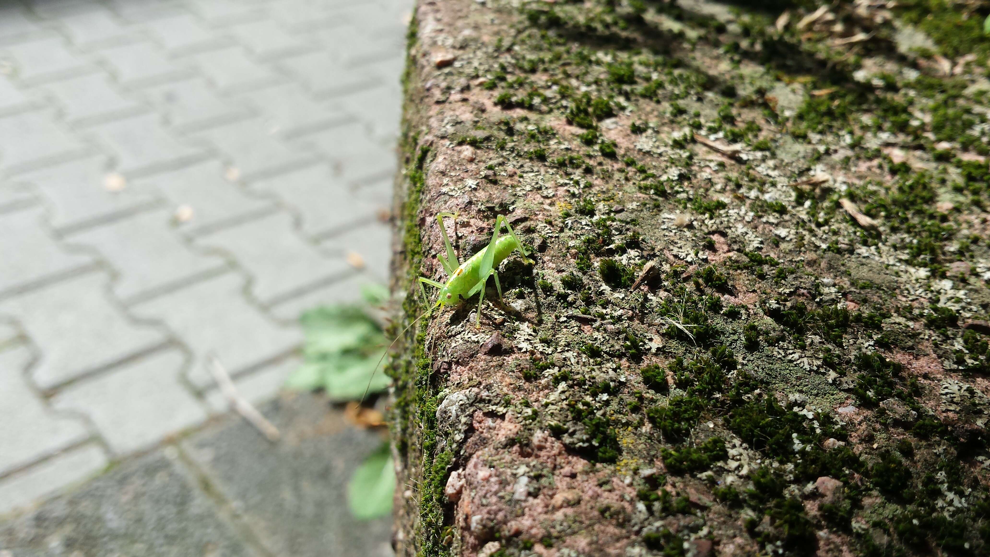 Image de méconème fragile