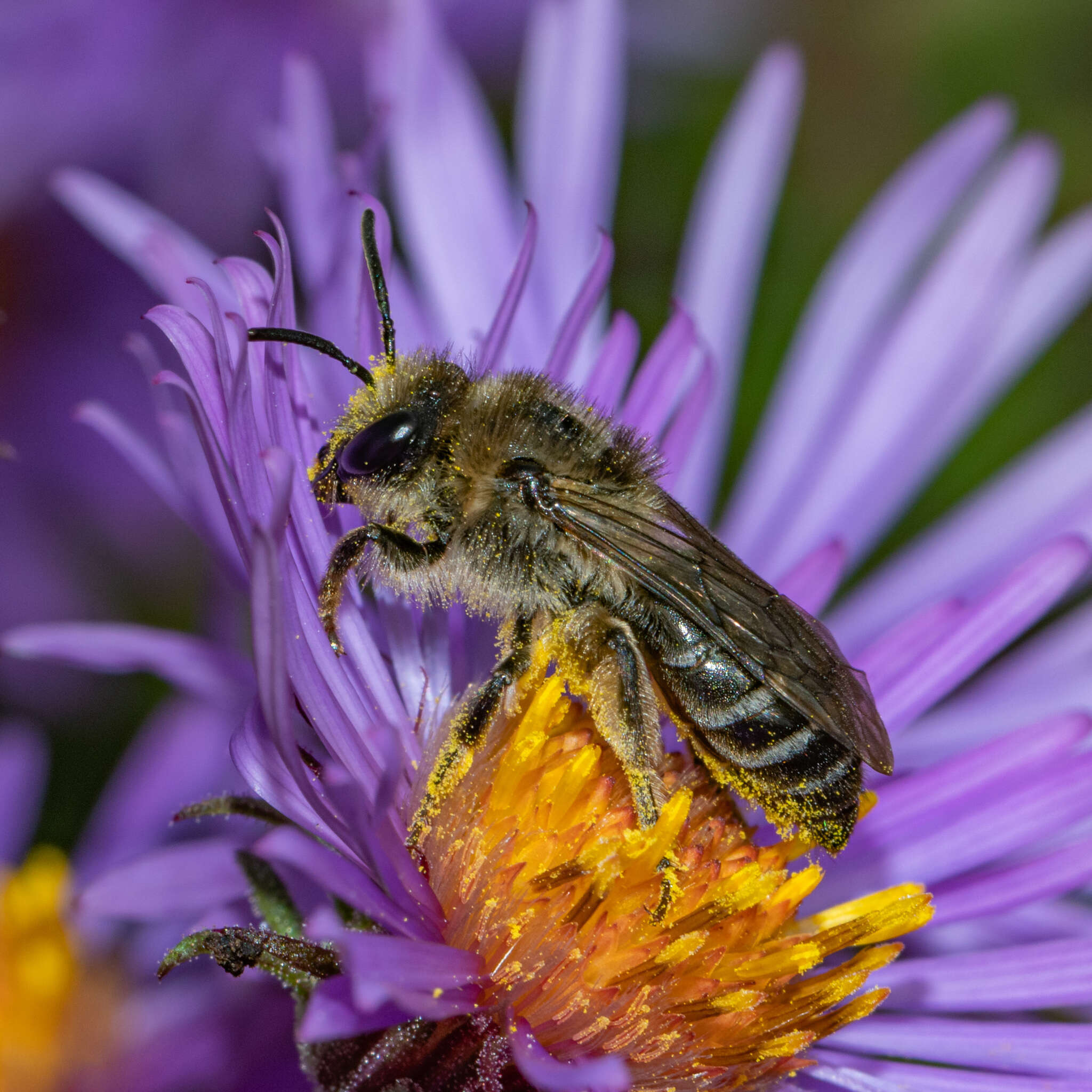 Image of Colletes compactus compactus Cresson 1868