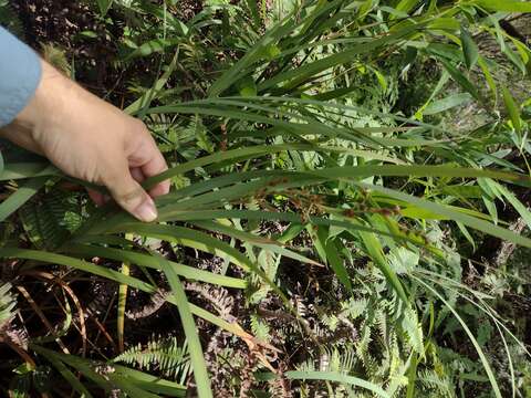 Image of Tropical Twig-Rush