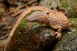 Image of earless monitor lizard