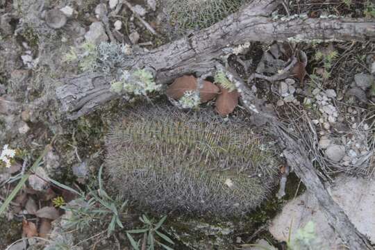 Image of Echinofossulocactus wippermannii