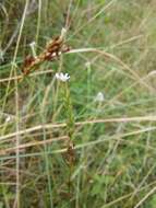 Image of Verbena gracilescens (Cham.) Herter