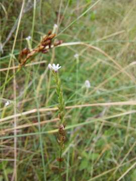 Image de Verbena gracilescens (Cham.) Herter