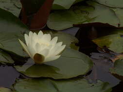 Image of American white waterlily