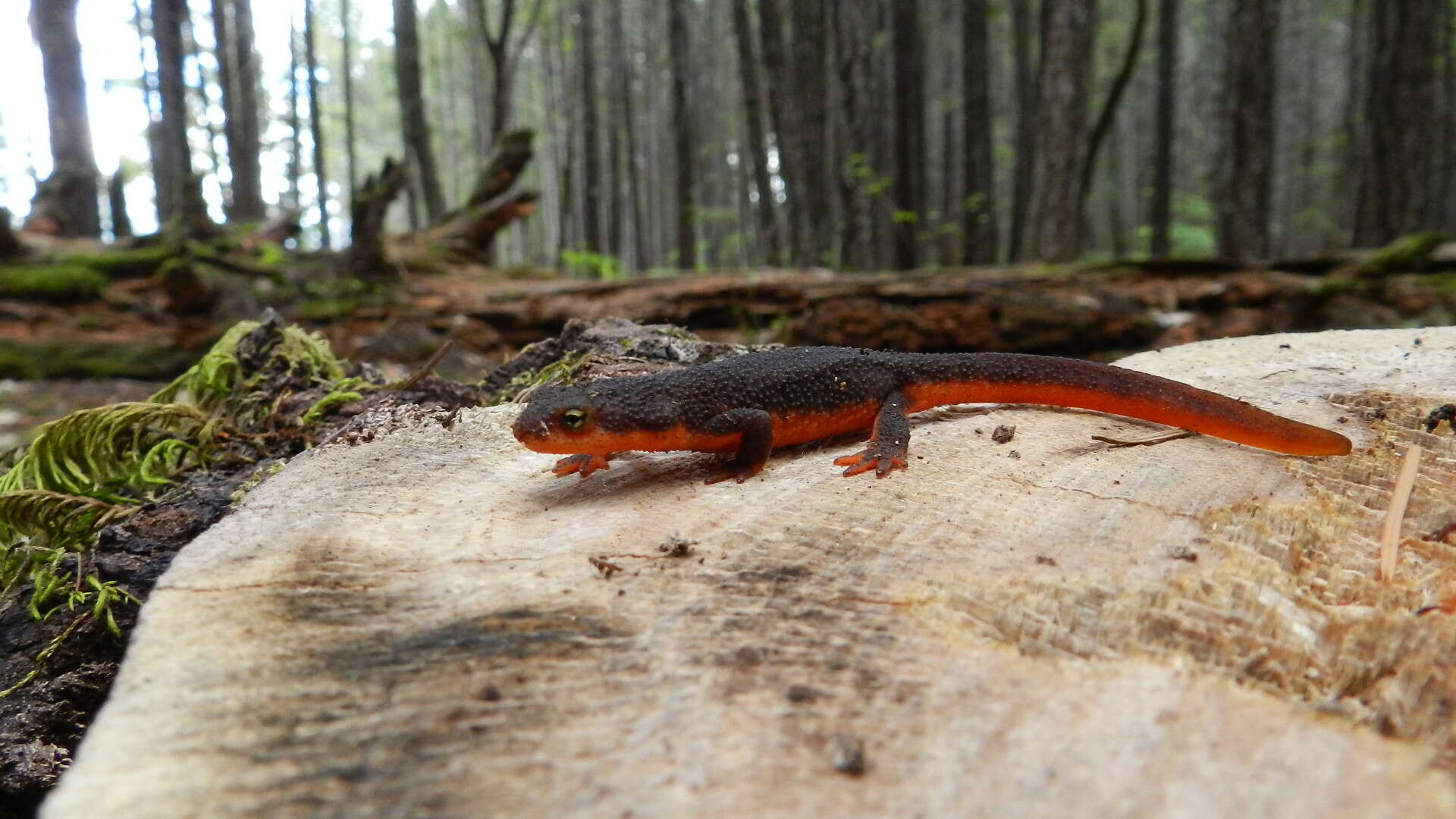 Image of Rough-skinned Newt