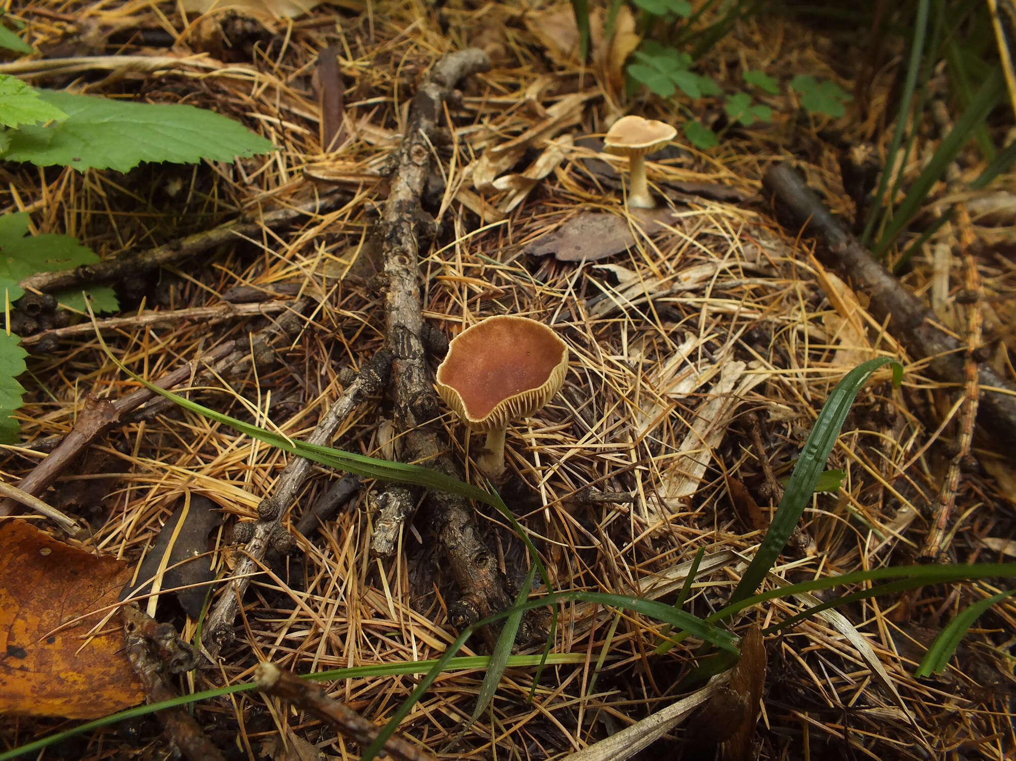 Image of Collybiopsis peronata (Bolton) R. H. Petersen