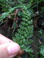 Image de Asplenium tenuifolium D. Don