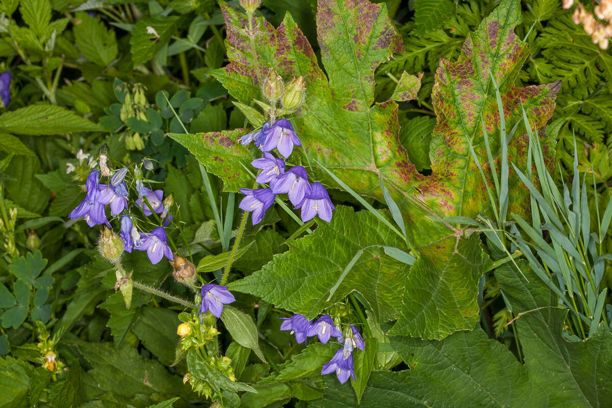 Image of Campanula rhomboidalis L.