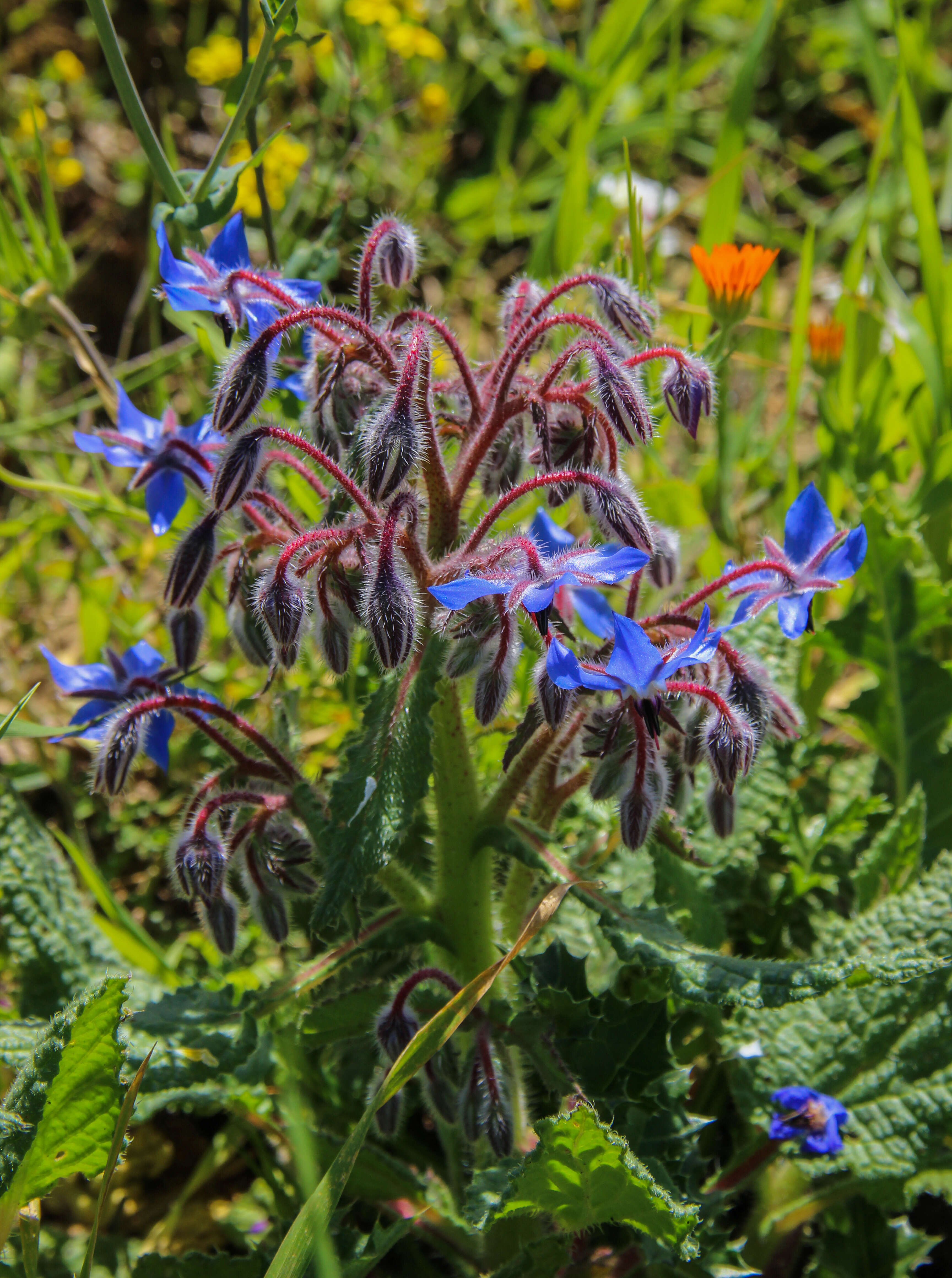 Image of borage