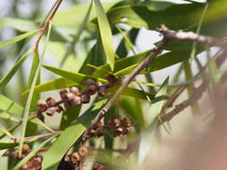 Image de Melaleuca stenostachya S. T. Blake