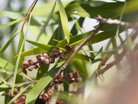 صورة Melaleuca stenostachya S. T. Blake