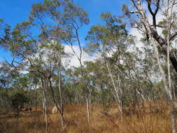 Image de Melaleuca stenostachya S. T. Blake