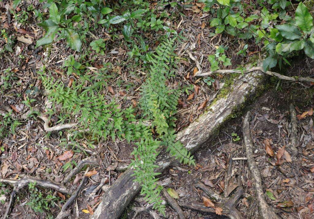 Plancia ëd Oeosporangium viride var. macrophylla (Kunze)