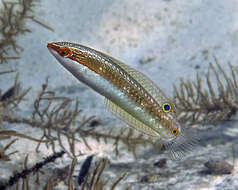 Image of Brownfield&#39;s wrasse