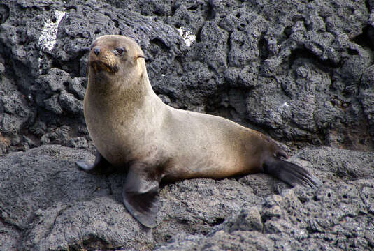 Image of Galapagos Fur Seal