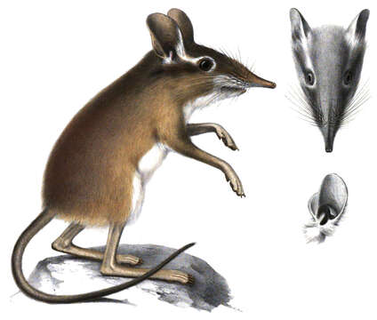 Image of Four-toed Elephant Shrew