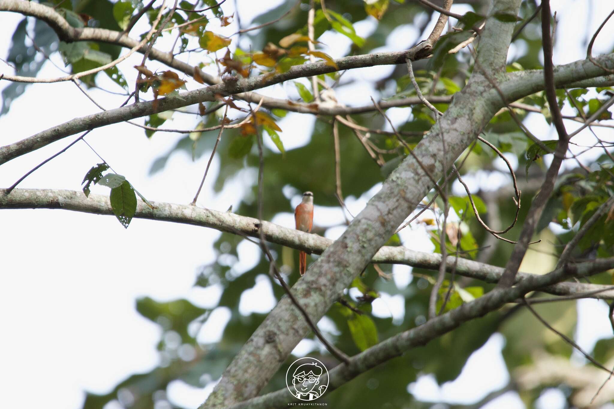 Image of Rosy Minivet