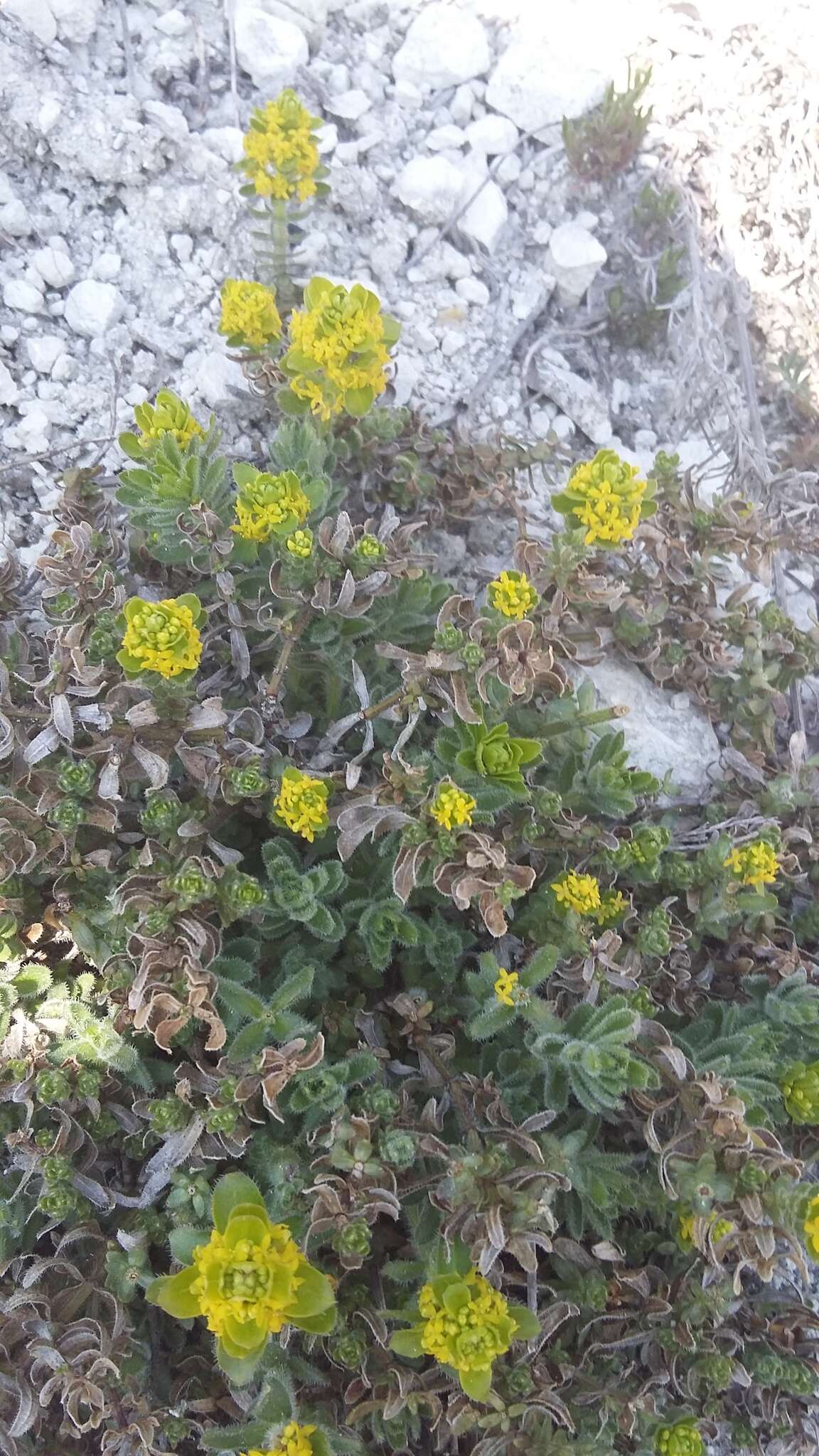 Image of Cruciata taurica (Pall. ex Willd.) Ehrend.