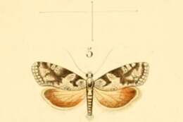 Image of Cnephasia chrysantheana Duponchel 1842