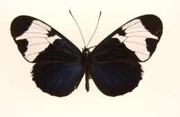 Image of Heliconius sapho Drury 1782