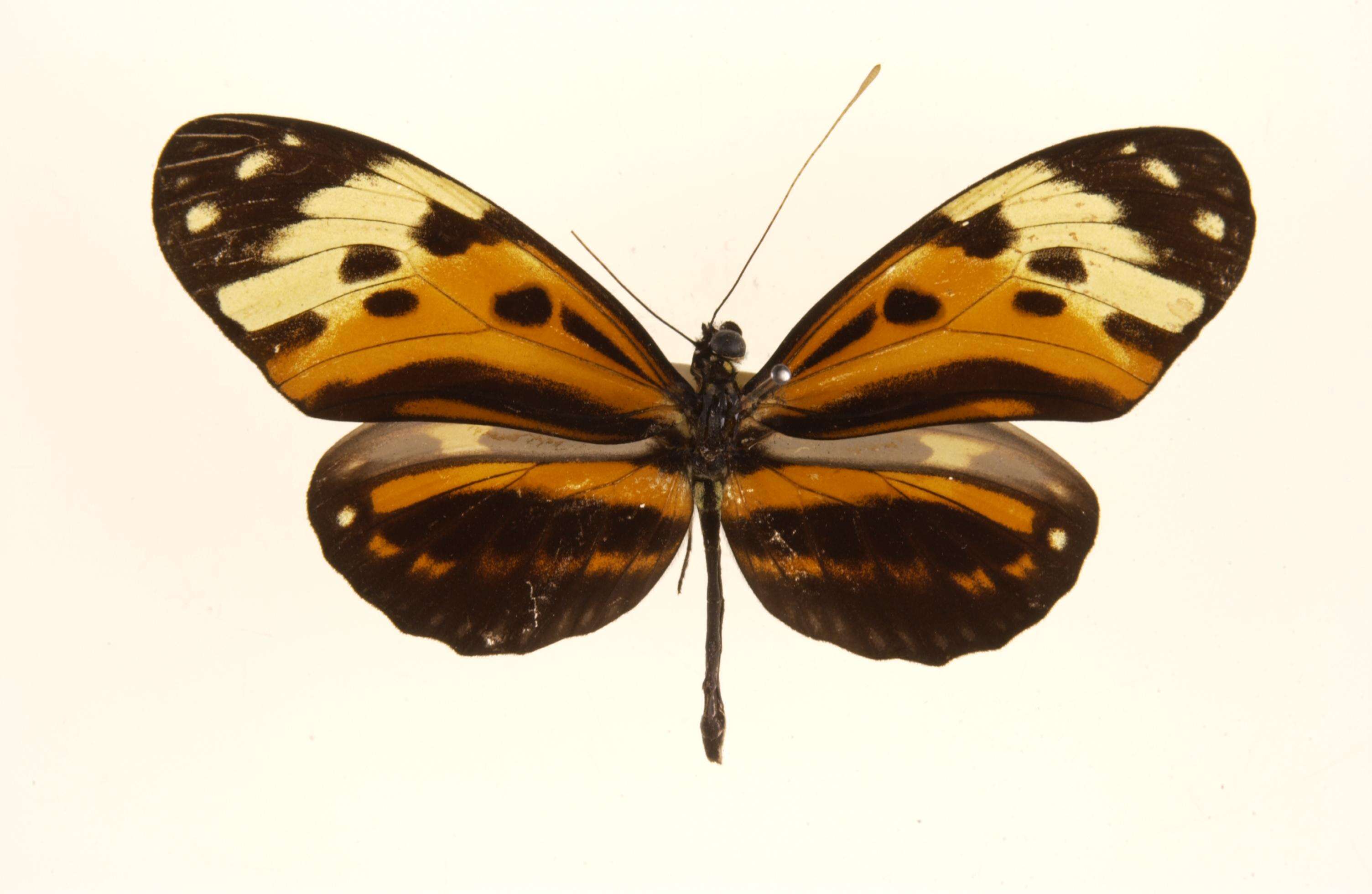 Image of Heliconius numata