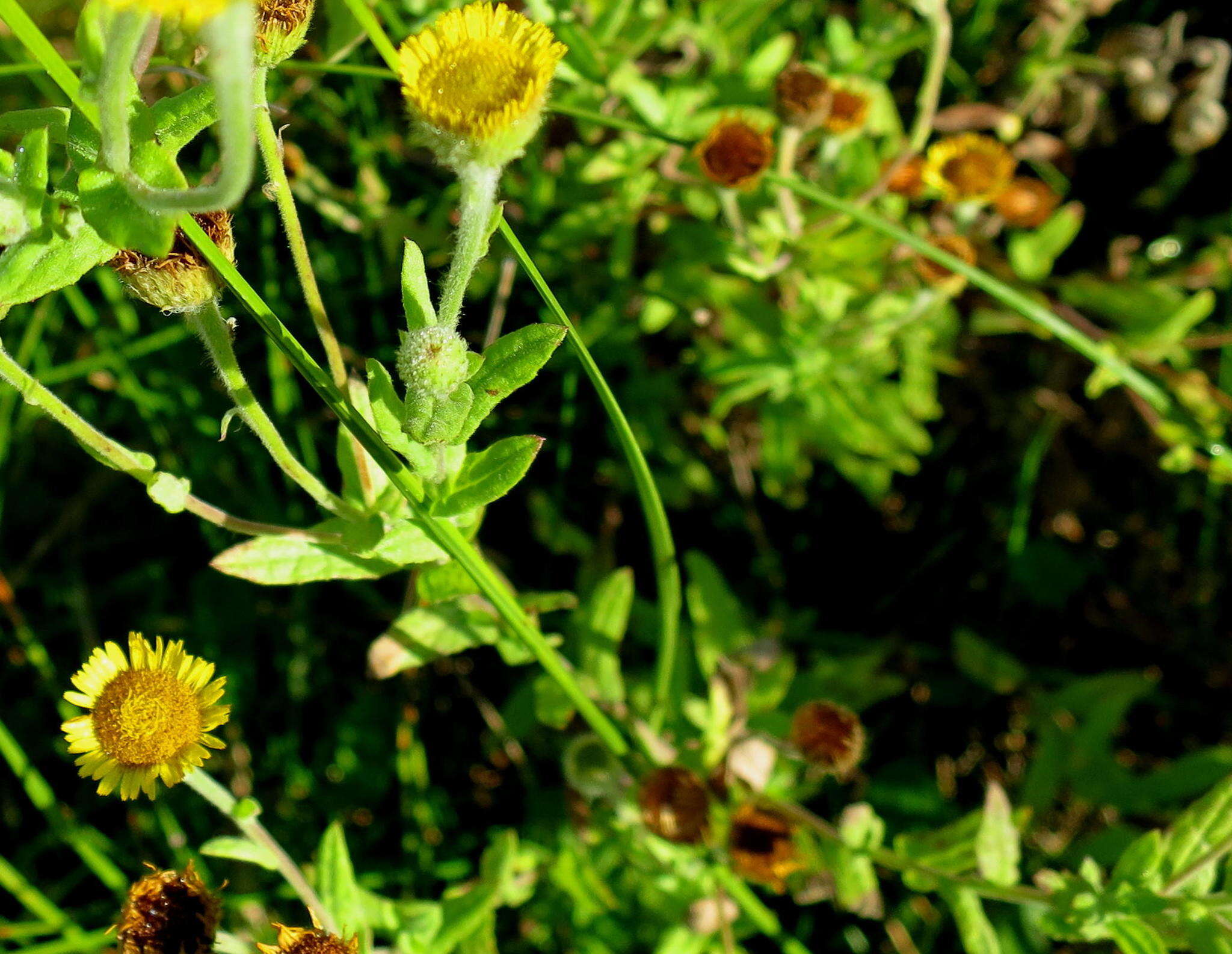 Image of Pulicaria scabra (Thunb.) Druce