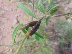 Image of Cleome lutea